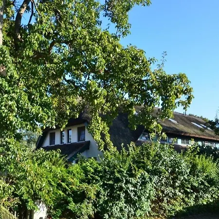 Haus Strandflieder Gross Zicker